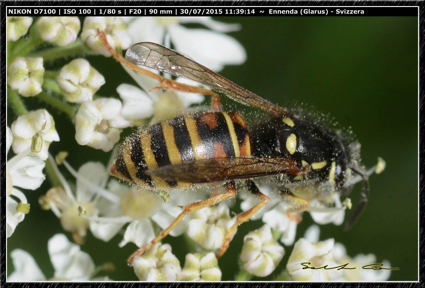 Vespidae: Vespula (Vespula ) rufa.